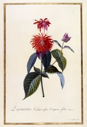 Planta de té de Oswego, c.1740 (grabado coloreado a mano)